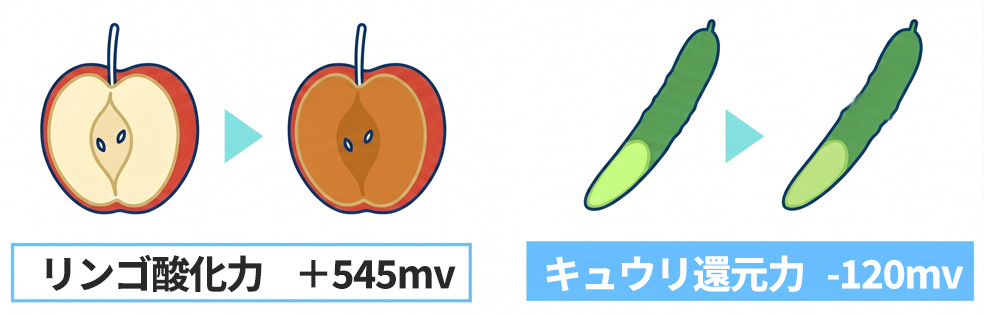 リンゴ酸化力 +545mv／キュウリ還元力 -120mv の比較