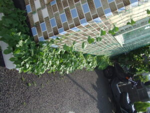 DSCF7421