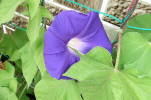 DSCF7447
