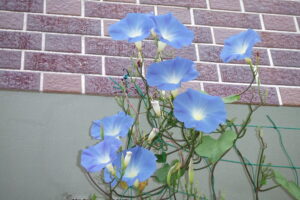 DSCF7449